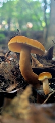 Gyroporus