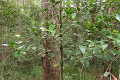 Alyxia magnifolia