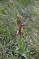 Anacamptis collina