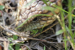 Tiliqua rugosa