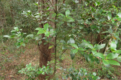 Alyxia magnifolia