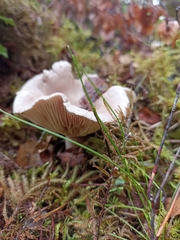 Lactarius glyciosmus