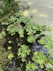 Pistia stratiotes
