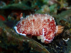 Goniobranchus