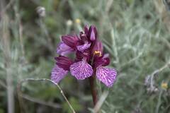 Anacamptis papilionacea