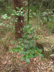 Alyxia magnifolia