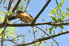 Laniarius ferrugineus