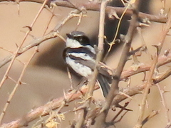 Batis pririt affinis