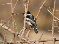 Batis pririt affinis