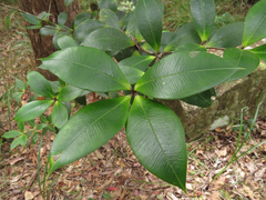 Alyxia magnifolia