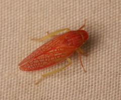 Gyponana gladia