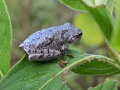 Hyla femoralis