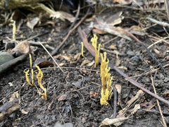 Clavulinopsis corniculata