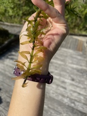 Egeria densa