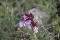 Anacamptis papilionacea