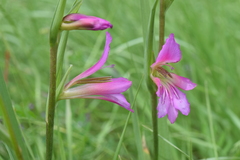 Gladiolus illyricus