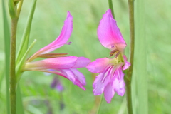 Gladiolus illyricus