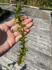 Egeria densa
