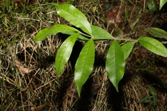 Melodinus acutiflorus