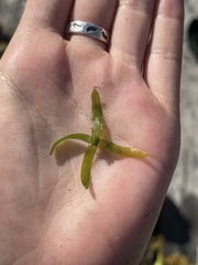 Egeria densa