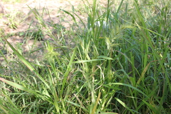 Echinochloa walteri