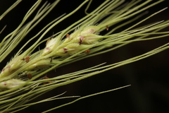 Echinochloa walteri