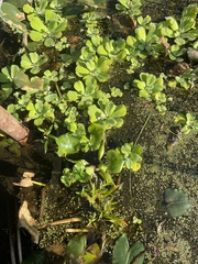 Pistia stratiotes