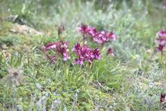 Anacamptis papilionacea