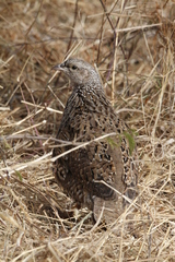 Pternistis natalensis