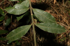 Melodinus acutiflorus