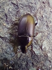 Pterostichinae