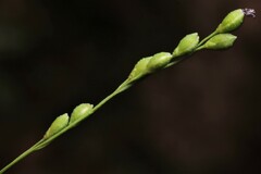 Kellochloa verrucosa