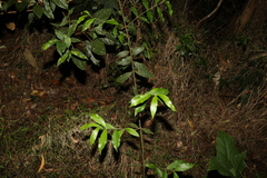 Melodinus acutiflorus