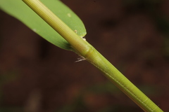 Kellochloa verrucosa