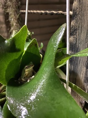 Hyla chinensis