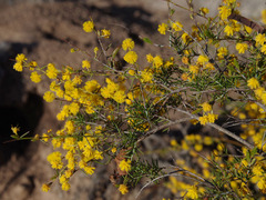 Acacia acuaria
