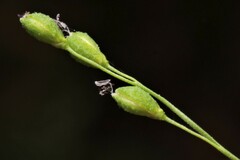 Kellochloa verrucosa