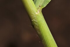 Kellochloa verrucosa
