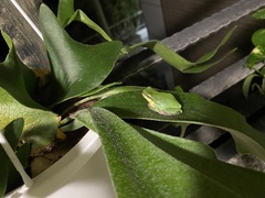 Hyla chinensis