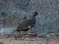 Pternistis adspersus