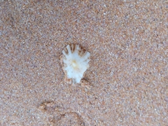 Patella ulyssiponensis