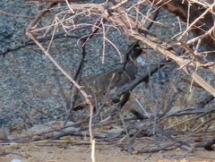 Pternistis adspersus