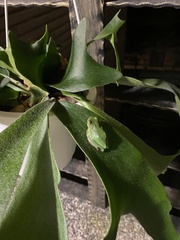 Hyla chinensis