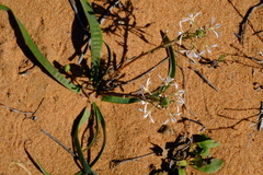 Trachyandra arenicola