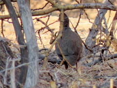 Pternistis adspersus