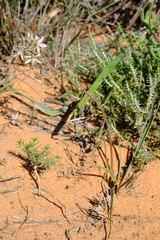 Trachyandra arenicola