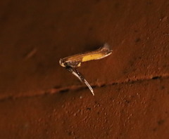 Caloptilia azaleella
