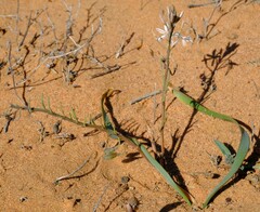 Trachyandra arenicola