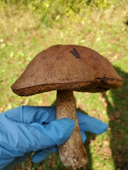 Leccinum scabrum