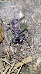 Typopeltis crucifer
